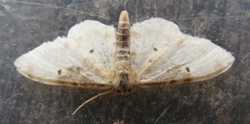 Falena siciliana 16 - Idaea filicata, Geometridae